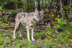 eurasian greywolf