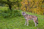 eurasian greywolf