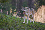 eurasian greywolf