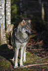 eurasian greywolf