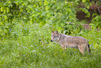 eurasian greywolf