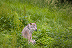 eurasian greywolf