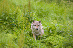 eurasian greywolf