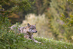 eurasian greywolf