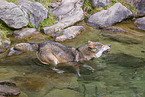 eurasian greywolf