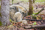 eurasian greywolf