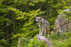 eurasian greywolf