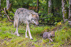 eurasian greywolfs