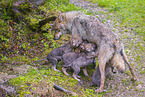eurasian greywolfs