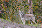 Eurasian greywolf