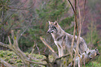 Eurasian greywolf