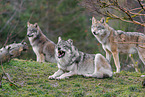 Eurasian greywolf