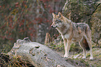 Eurasian greywolf