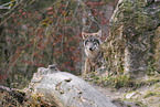 Eurasian greywolf