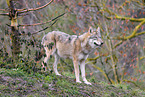 Eurasian greywolf