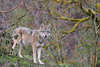 Eurasian greywolf