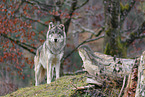 Eurasian greywolf