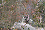 Eurasian greywolf