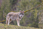 Eurasian greywolf