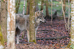 Eurasian greywolf