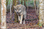 Eurasian greywolf