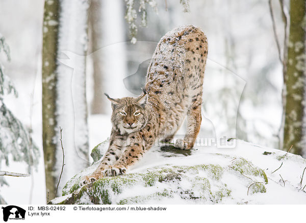 Eurasischer Luchs / Lynx lynx / MBS-02492