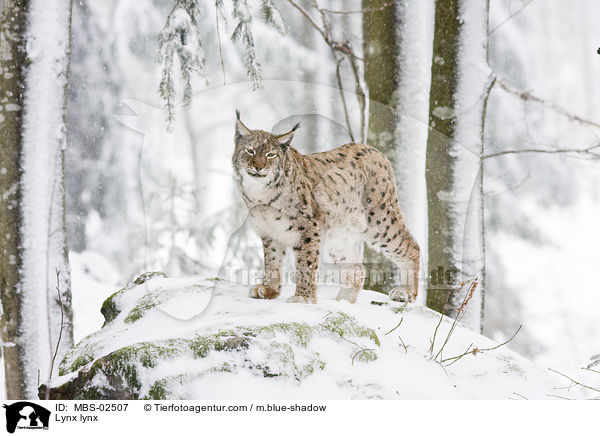 Eurasischer Luchs / Lynx lynx / MBS-02507