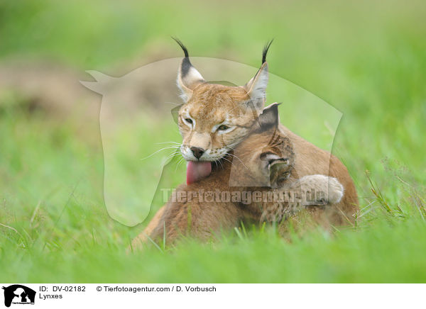 Eurasische Luchse / Lynxes / DV-02182