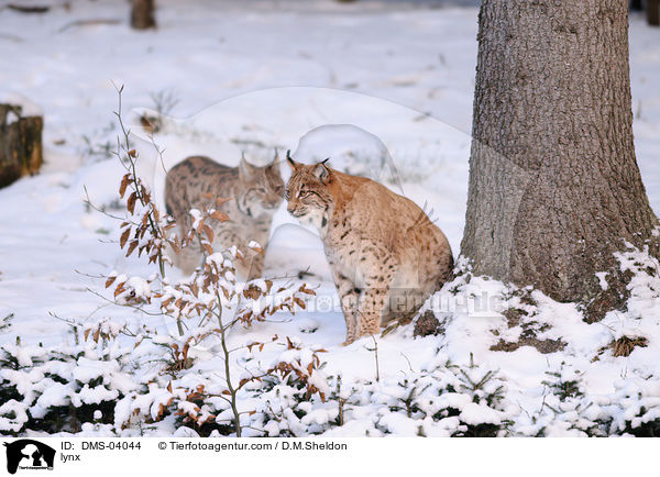 Eurasischer Luchs / lynx / DMS-04044