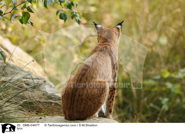 Eurasischer Luchs / lynx / DMS-04677