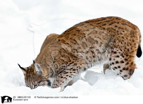 Eurasischer Luchs / Eurasian lynx / MBS-05135