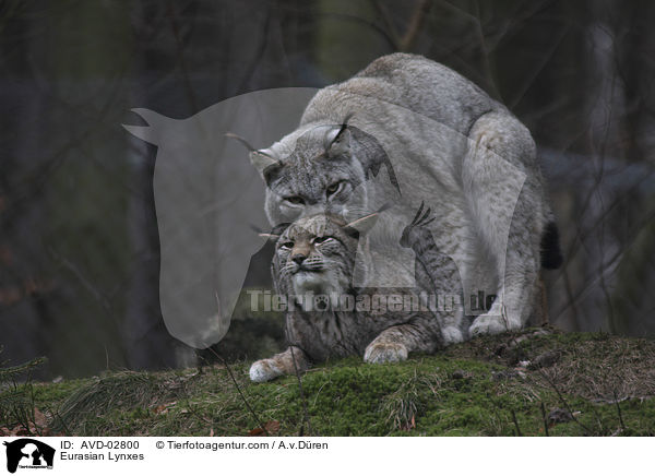 Eurasische Luchse / Eurasian Lynxes / AVD-02800