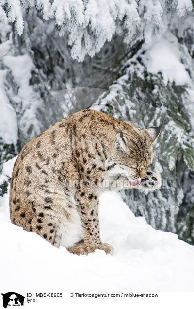 Eurasischer Luchs / lynx / MBS-08905