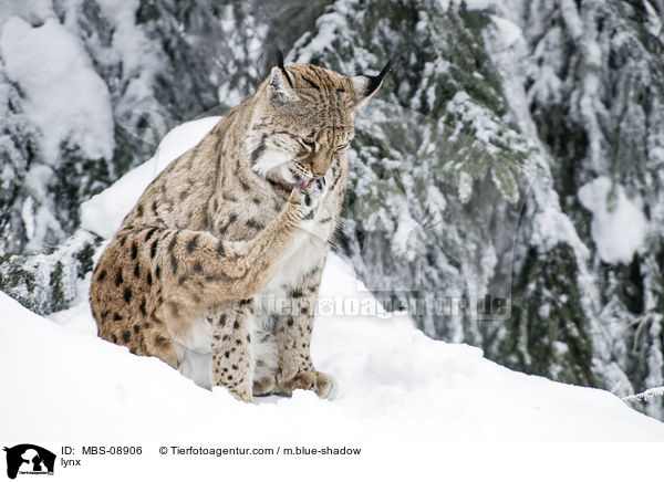 Eurasischer Luchs / lynx / MBS-08906