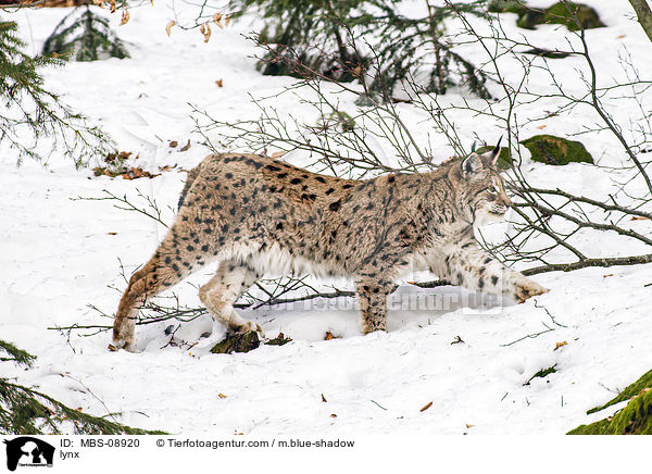 Eurasischer Luchs / lynx / MBS-08920