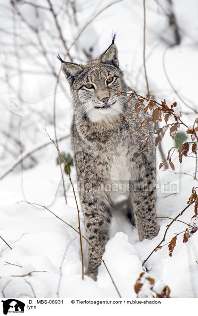 Eurasischer Luchs / lynx / MBS-08931