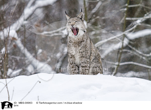 Eurasischer Luchs / lynx / MBS-08963