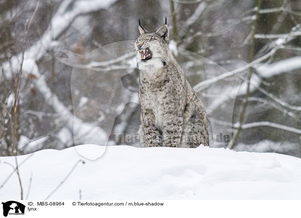 Eurasischer Luchs / lynx / MBS-08964