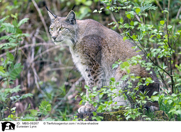 Eurasischer Luchs / Eurasian Lynx / MBS-09267