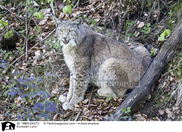 Eurasischer Luchs / Eurasian Lynx / MBS-09272