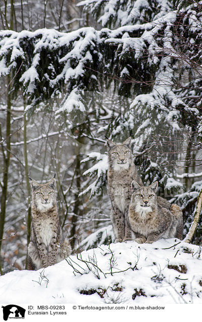 Eurasische Luchse / Eurasian Lynxes / MBS-09283