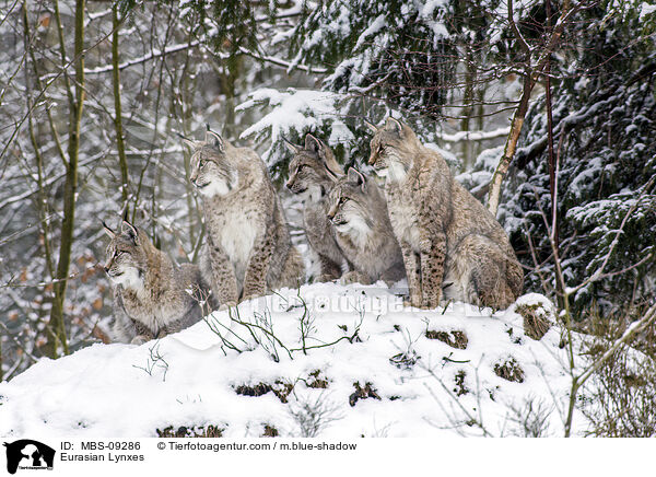 Eurasische Luchse / Eurasian Lynxes / MBS-09286