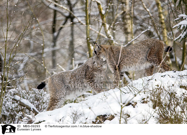 Eurasische Luchse / Eurasian Lynxes / MBS-09293