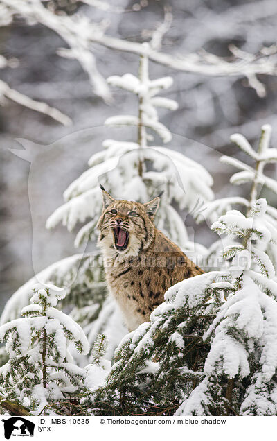 Eurasischer Luchs / lynx / MBS-10535