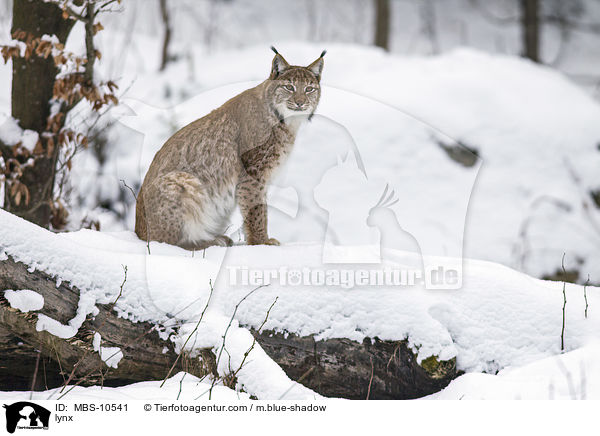 Eurasischer Luchs / lynx / MBS-10541