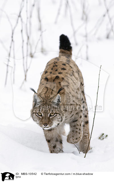 Eurasischer Luchs / lynx / MBS-10542