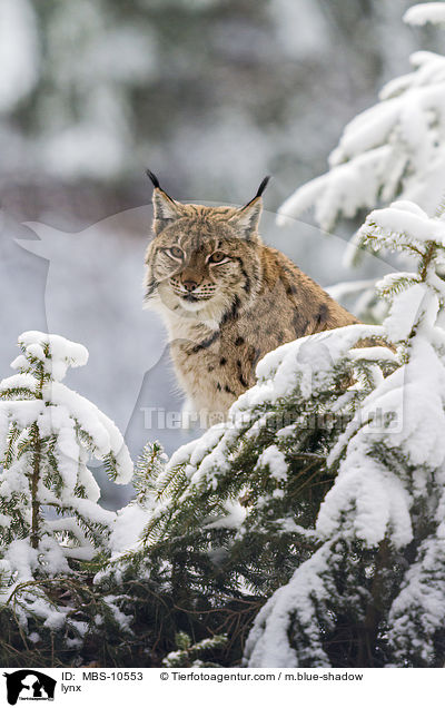 Eurasischer Luchs / lynx / MBS-10553