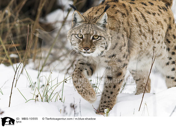 Eurasischer Luchs / lynx / MBS-10555