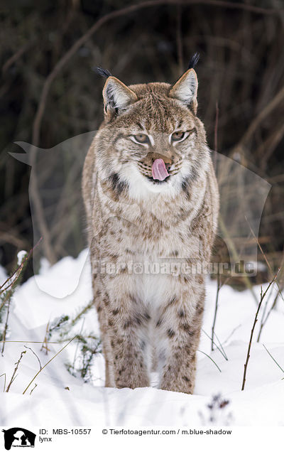 Eurasischer Luchs / lynx / MBS-10557