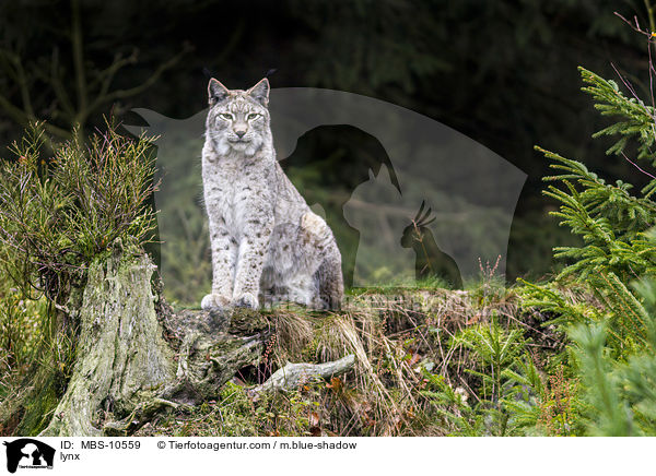 Eurasischer Luchs / lynx / MBS-10559